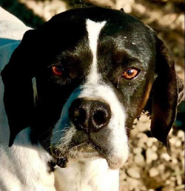 Jaco, elegante pointer Foto 3